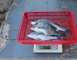 2011년 조무사 필드스텝단 친선낚시대회