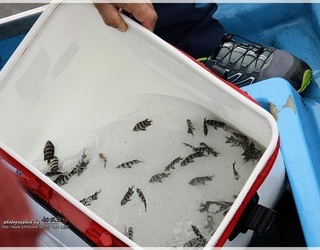 2015년 제8회 (주)조무사 바다살리기 치어방류 행사